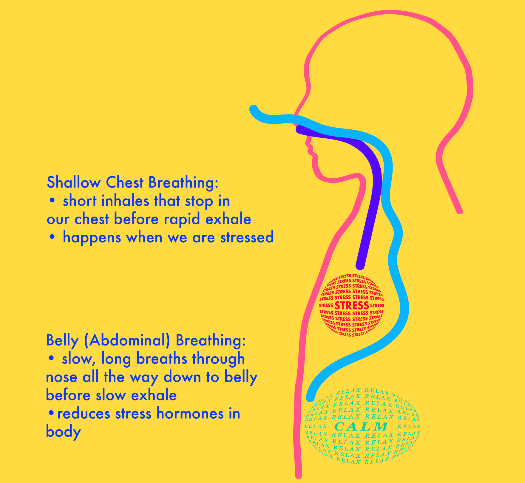 Graphic explaining shallow chest breathing and belly breathing